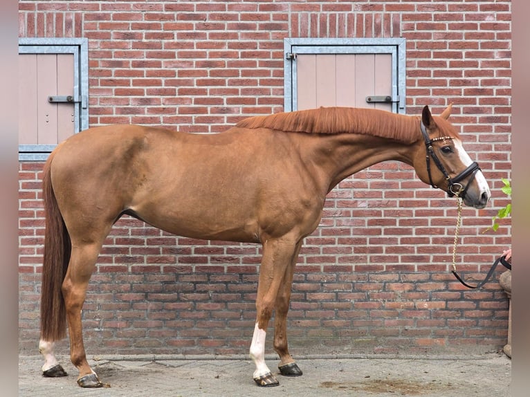 KWPN Jument 7 Ans 170 cm Alezan in Someren