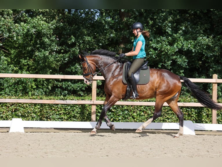 KWPN Jument 7 Ans 170 cm Bai brun in Wezup KWPN Jument 7 Ans 170 cm Bai brun in Wezup