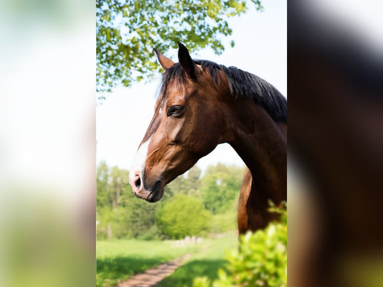 KWPN Jument 7 Ans 170 cm Bai brun in Wezup