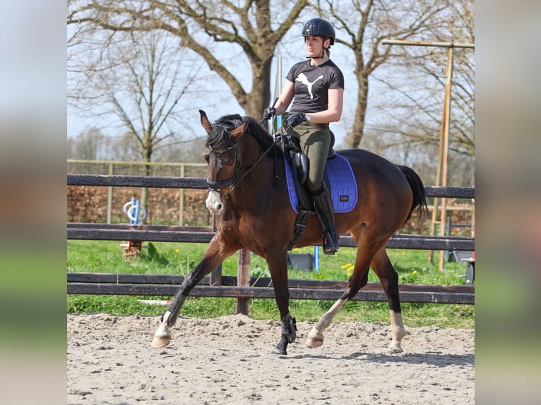 KWPN Jument 7 Ans 170 cm Bai brun in Wezup