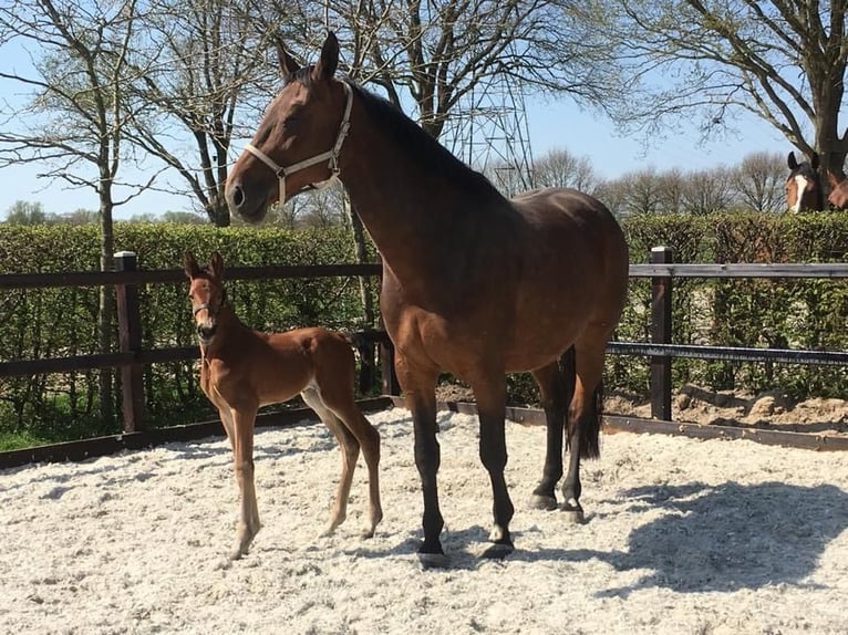 KWPN Jument 7 Ans 170 cm Bai brun in Modena
