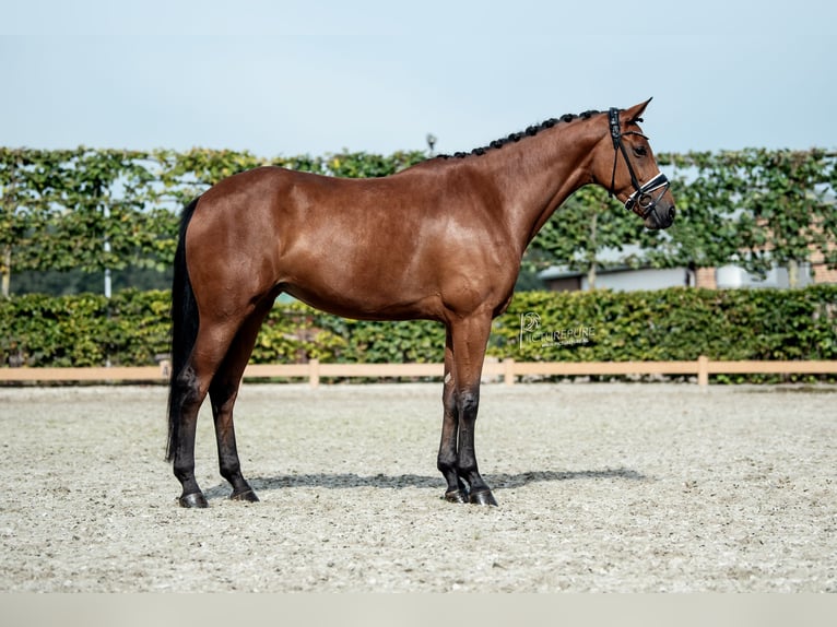 KWPN Jument 7 Ans 170 cm Bai in Goch