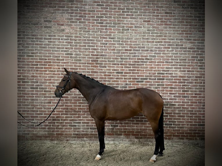 KWPN Jument 7 Ans 170 cm Bai in GROTE-BROGEL