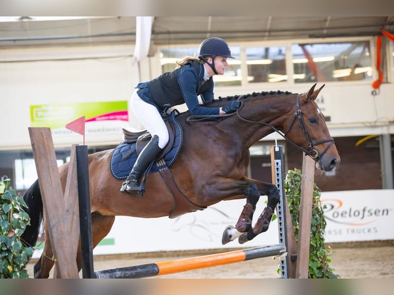 KWPN Jument 7 Ans 170 cm Bai in Haaksbergen