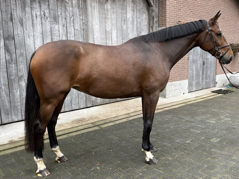 KWPN Jument 7 Ans 170 cm Bai in Haaksbergen