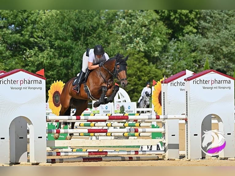 KWPN Jument 7 Ans 170 cm Bai in Burgenland