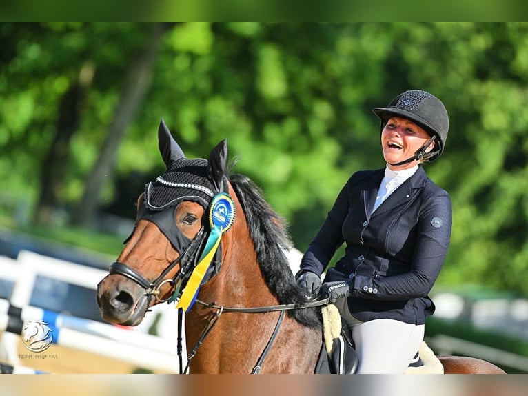 KWPN Jument 7 Ans 170 cm Bai in Burgenland