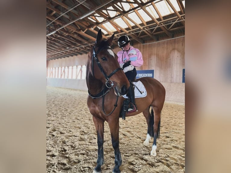 KWPN Jument 7 Ans 170 cm Bai in Burgenland