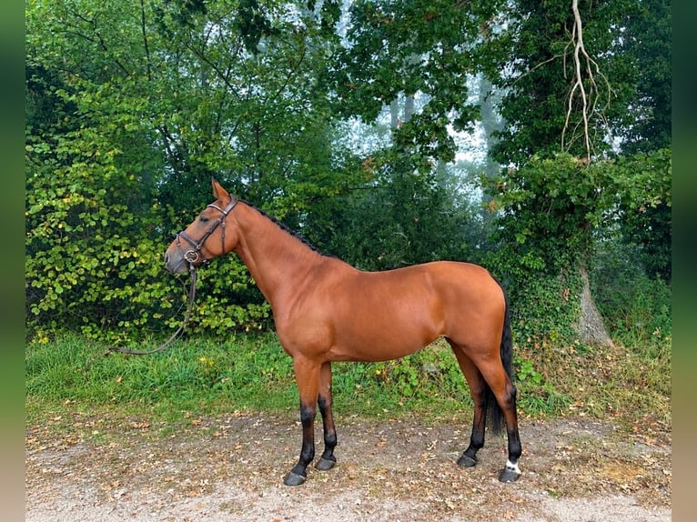 KWPN Jument 7 Ans 170 cm Bai in Kaulille