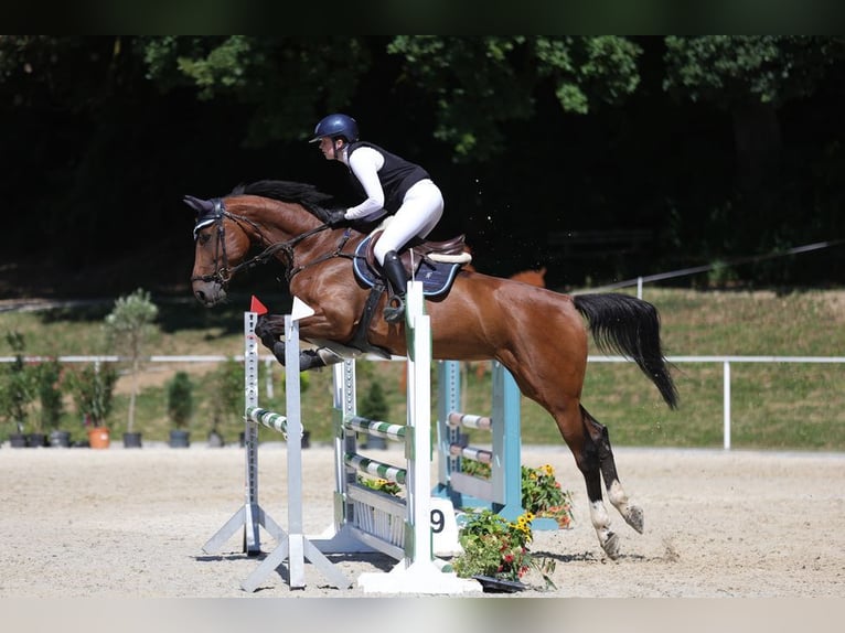 KWPN Jument 7 Ans 170 cm Bai in Loiching