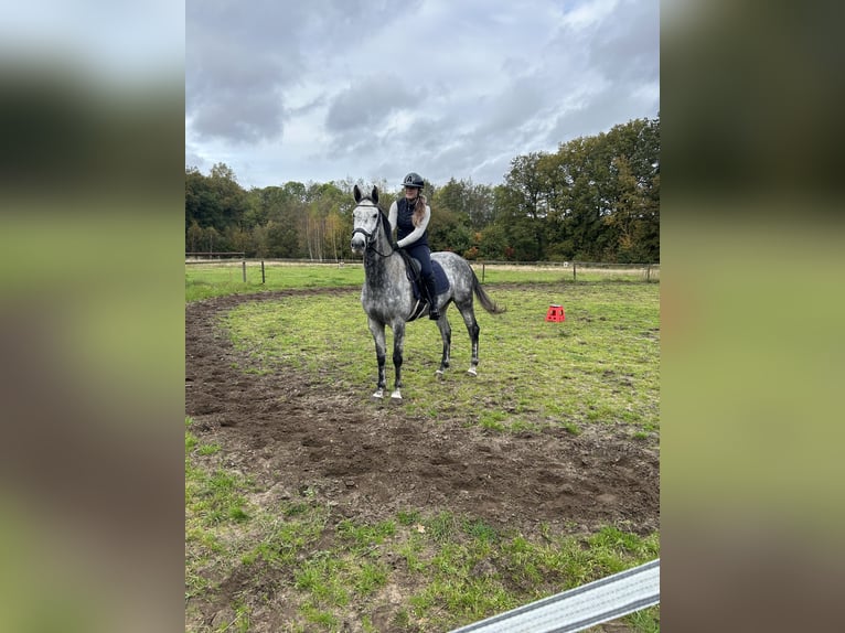 KWPN Jument 7 Ans 170 cm Gris in Doetinchem