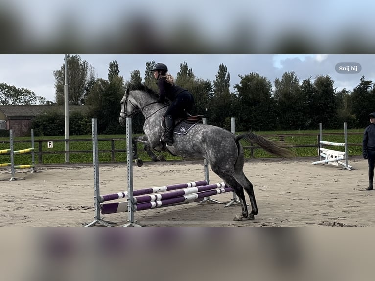 KWPN Jument 7 Ans 170 cm Gris in Doetinchem