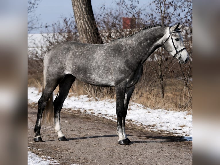 KWPN Jument 7 Ans 170 cm Gris pommelé in Debrecen