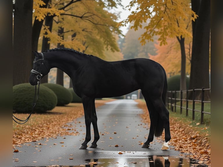 KWPN Jument 7 Ans 170 cm Noir in Helv&#xE9;cia