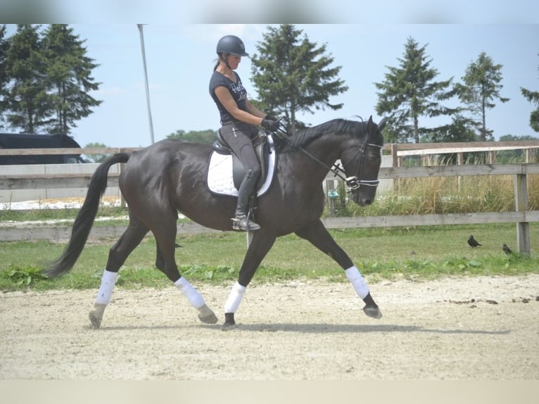 KWPN Jument 7 Ans 170 cm Noir in Loenhout