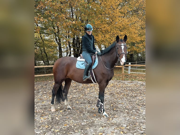 KWPN Jument 7 Ans 171 cm Bai in Dahme