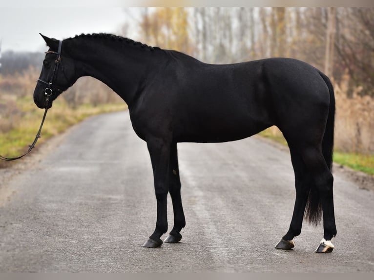 KWPN Jument 7 Ans 171 cm Noir in Csabacs&#x171;d