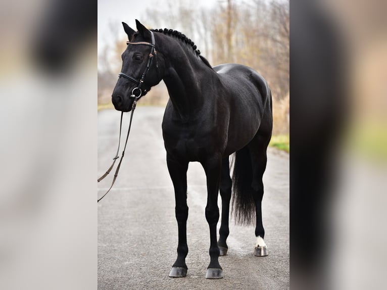 KWPN Jument 7 Ans 171 cm Noir in Csabacs&#x171;d