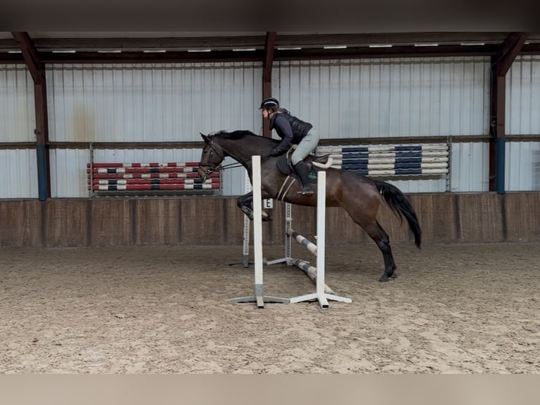 KWPN Jument 7 Ans 172 cm Bai brun in Oud Gastel