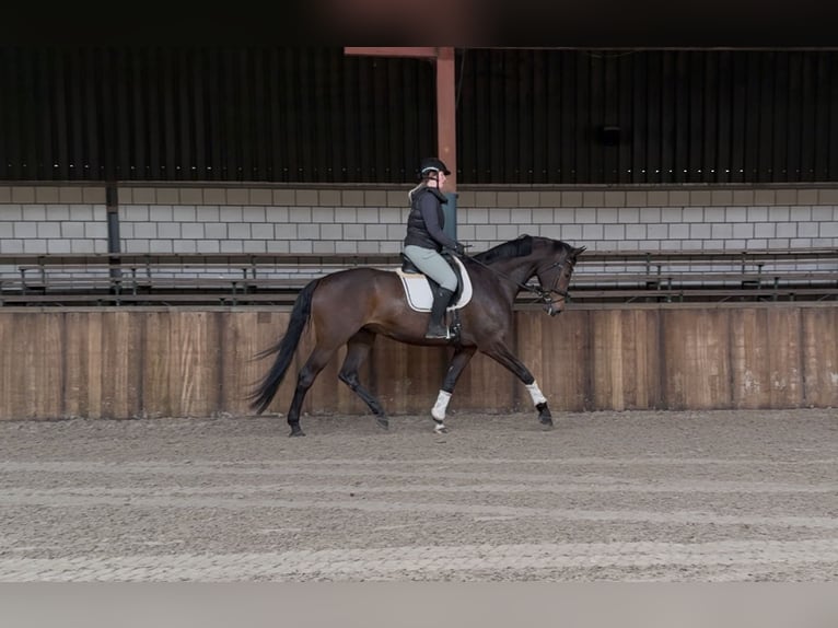 KWPN Jument 7 Ans 172 cm Bai brun in Oud Gastel