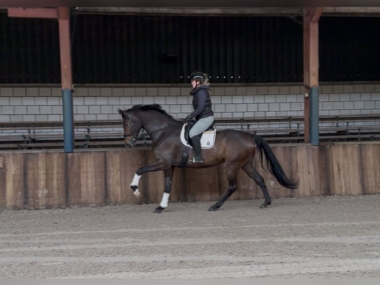 KWPN Jument 7 Ans 172 cm Bai brun in Oud Gastel
