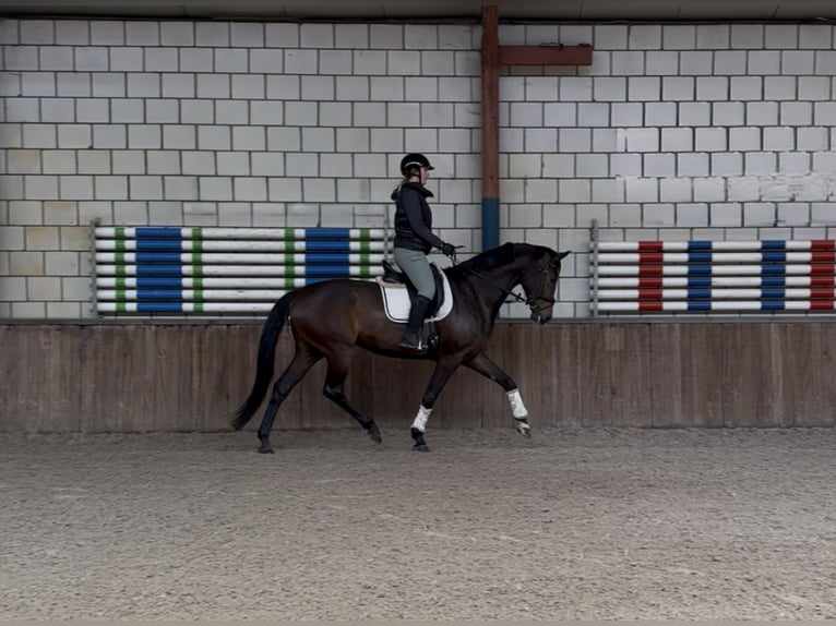 KWPN Jument 7 Ans 172 cm Bai brun in Oud Gastel