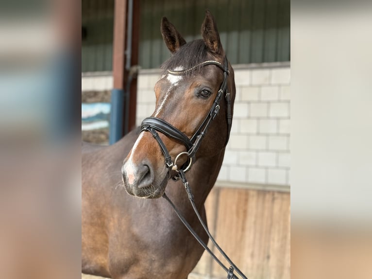 KWPN Jument 7 Ans 172 cm Bai brun in Oud Gastel