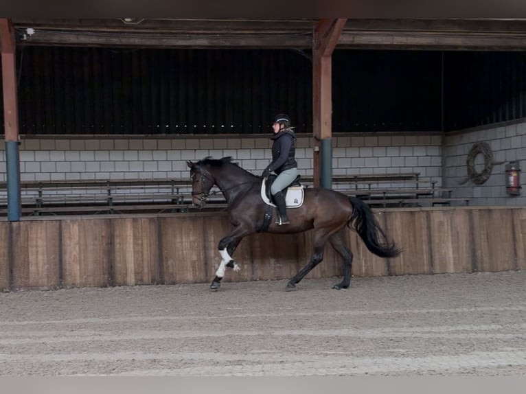 KWPN Jument 7 Ans 172 cm Bai brun in Oud Gastel
