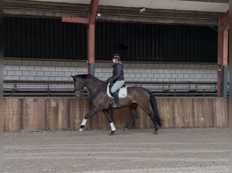 KWPN Jument 7 Ans 172 cm Bai brun in Oud Gastel
