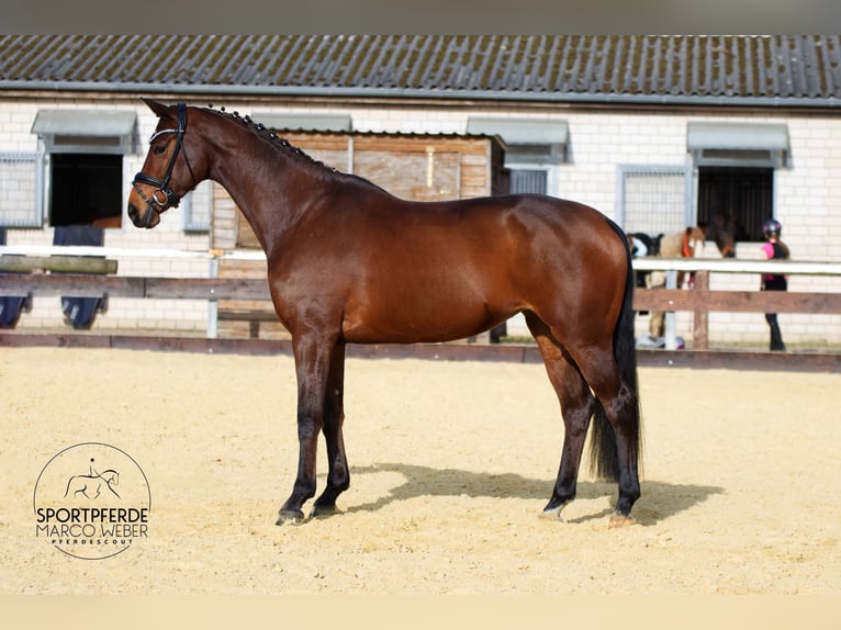 KWPN Jument 7 Ans 172 cm Bai in Rotenburg (Wümme)