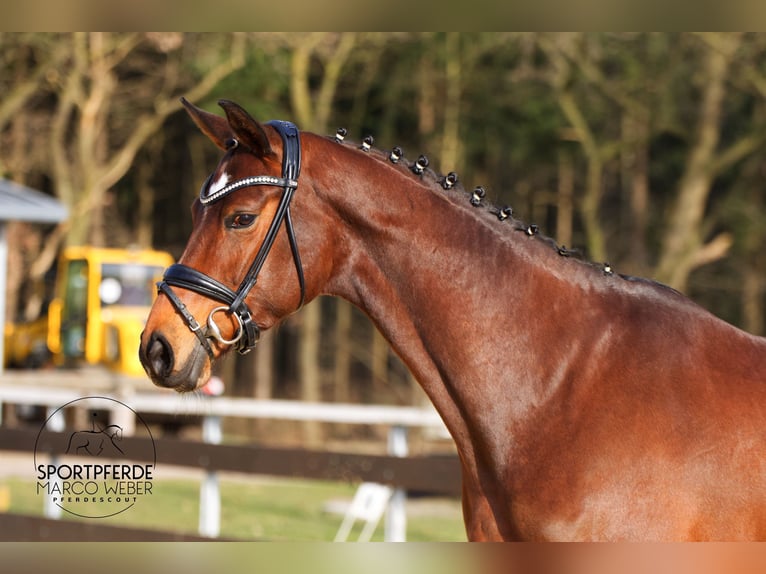 KWPN Jument 7 Ans 172 cm Bai in Rotenburg (Wümme)