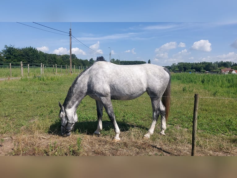 KWPN Jument 7 Ans 172 cm Gris in Dikkelvenne