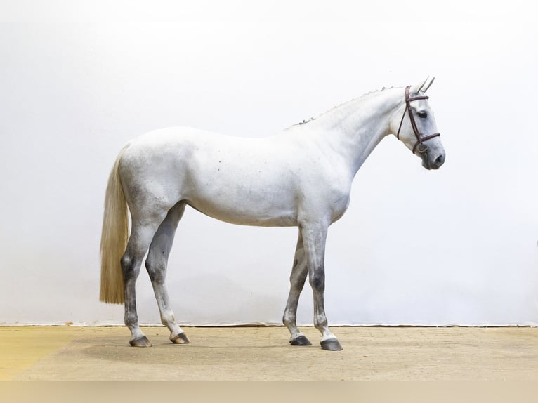 KWPN Jument 7 Ans 172 cm Gris in Waddinxveen