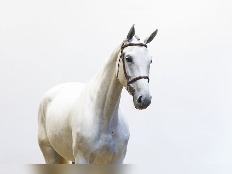 KWPN Jument 7 Ans 172 cm Gris in Waddinxveen