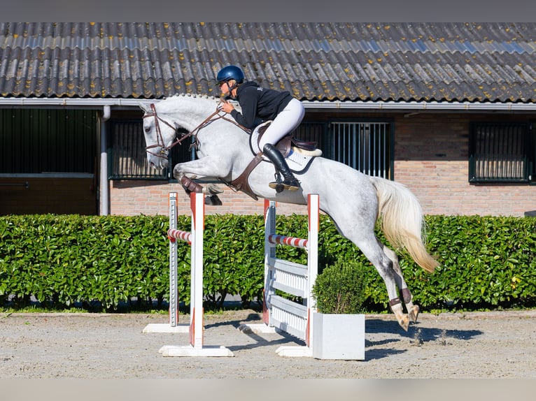 KWPN Jument 7 Ans 172 cm Gris in Waddinxveen