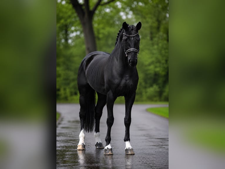 KWPN Jument 7 Ans 172 cm Noir in Budapest