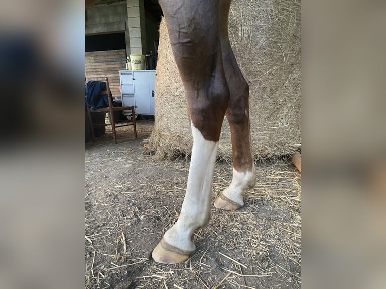 KWPN Jument 7 Ans 173 cm Alezan in Wijchmaal