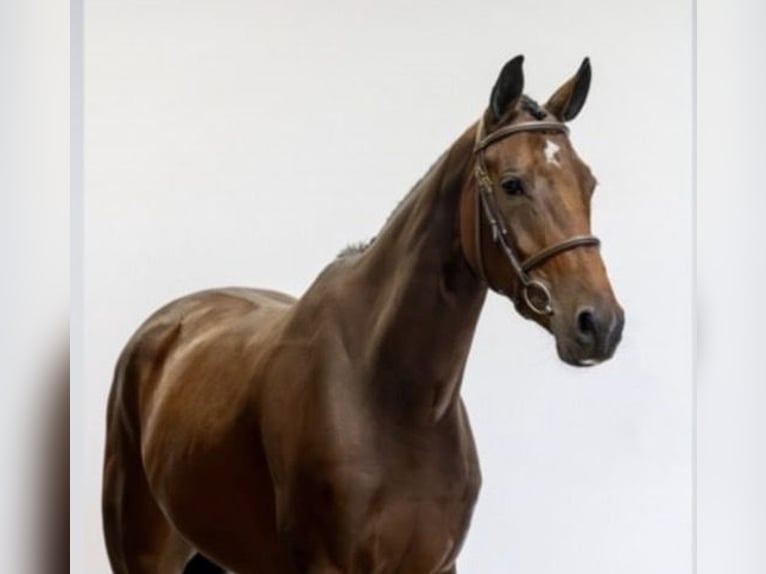 KWPN Jument 7 Ans 173 cm Bai cerise in Zielona Góra