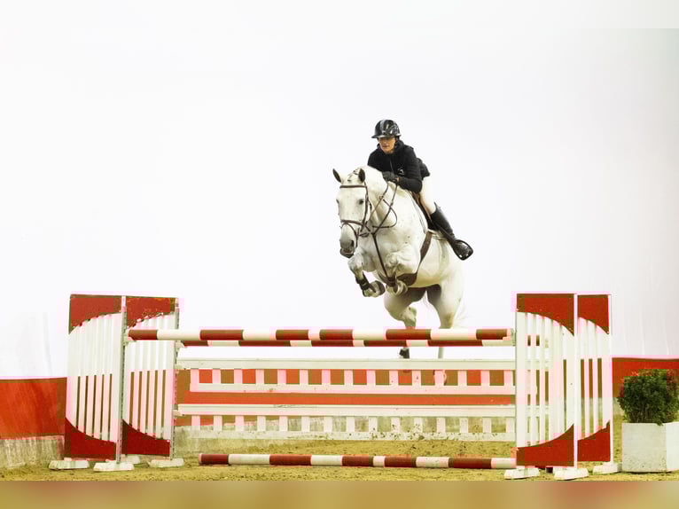 KWPN Jument 7 Ans 174 cm  in Waddinxveen