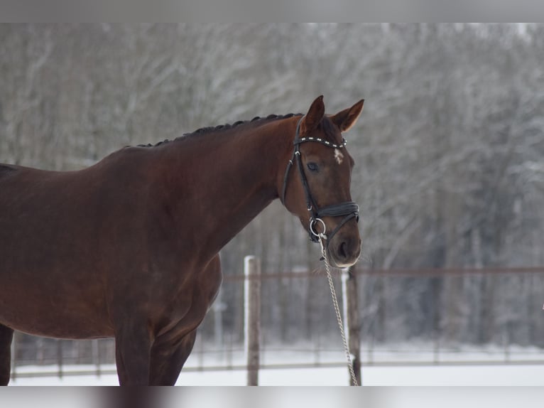 KWPN Jument 7 Ans 176 cm Alezan brûlé in Beilen