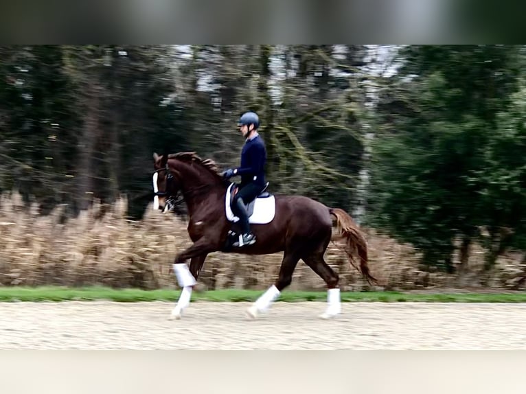 KWPN Jument 7 Ans 176 cm Alezan in Bree