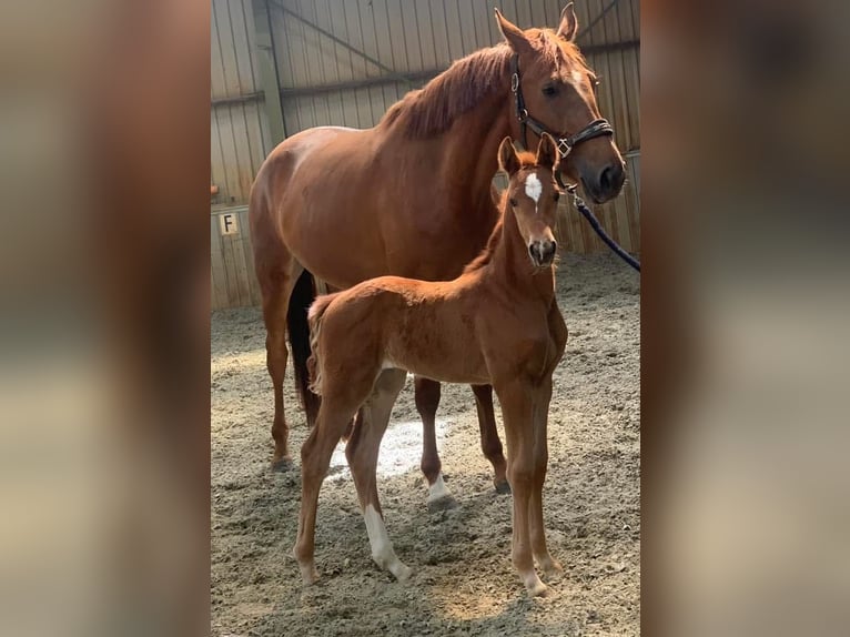 KWPN Jument 7 Ans 178 cm Alezan in Heerle