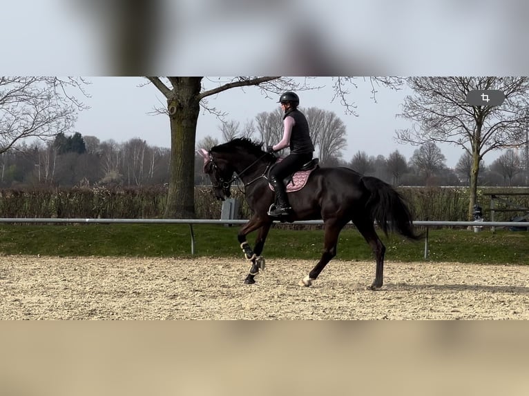 KWPN Jument 7 Ans 180 cm Bai brun foncé in Buchholz (Westerwald)