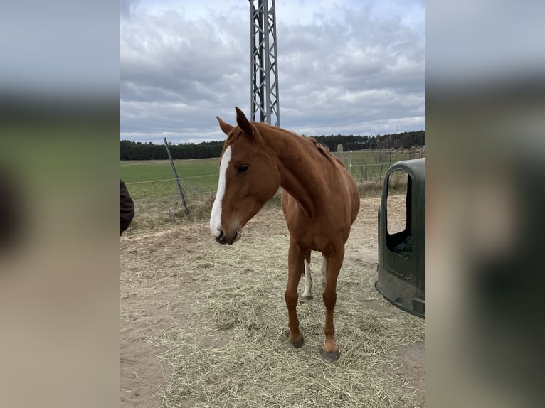 KWPN Jument 7 Ans Alezan in Leer (Ostfriesland)