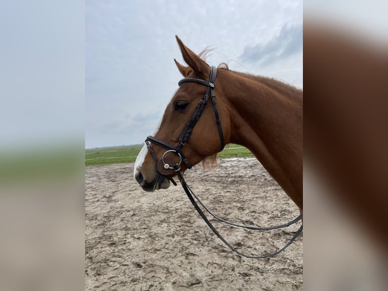 KWPN Jument 7 Ans Alezan in Leer (Ostfriesland)