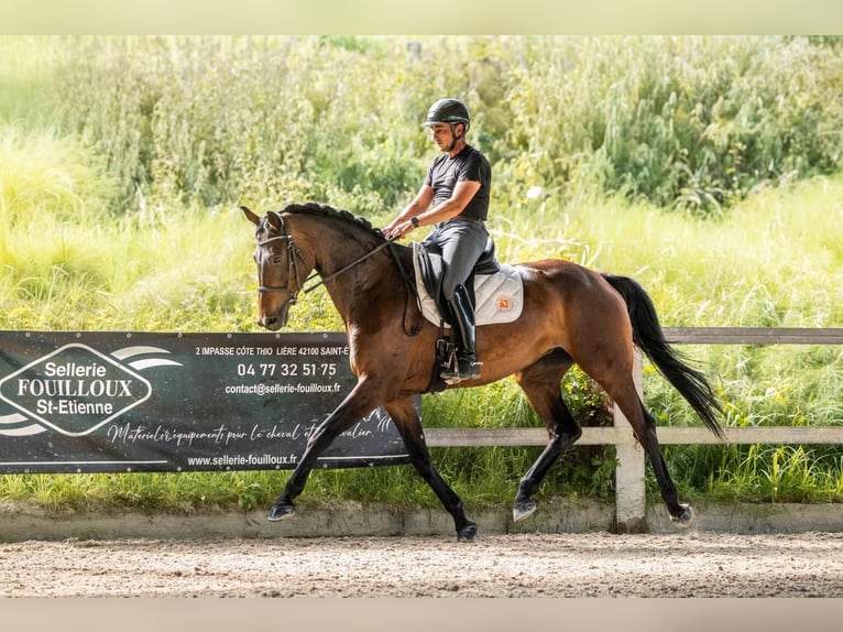 KWPN Jument 7 Ans Bai brun in Savoie