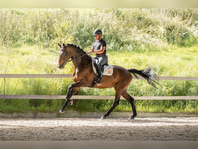 KWPN Jument 7 Ans Bai brun in Savoie