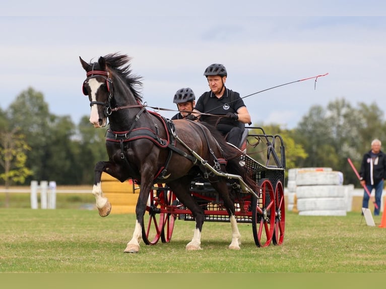 KWPN Jument 8 Ans 158 cm Bai cerise in Osijek