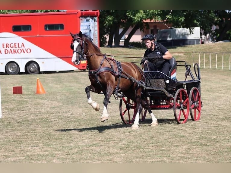 KWPN Jument 8 Ans 158 cm Bai cerise in Osijek