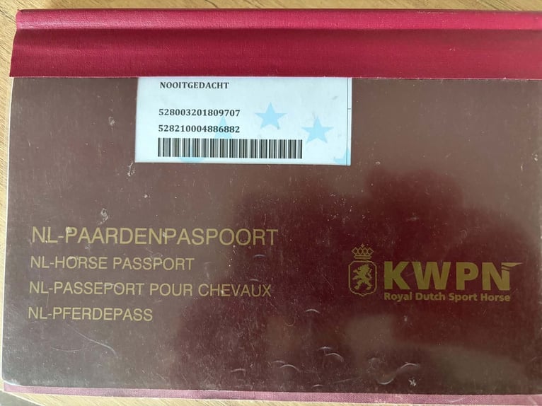KWPN Jument 8 Ans 158 cm Bai cerise in Osijek